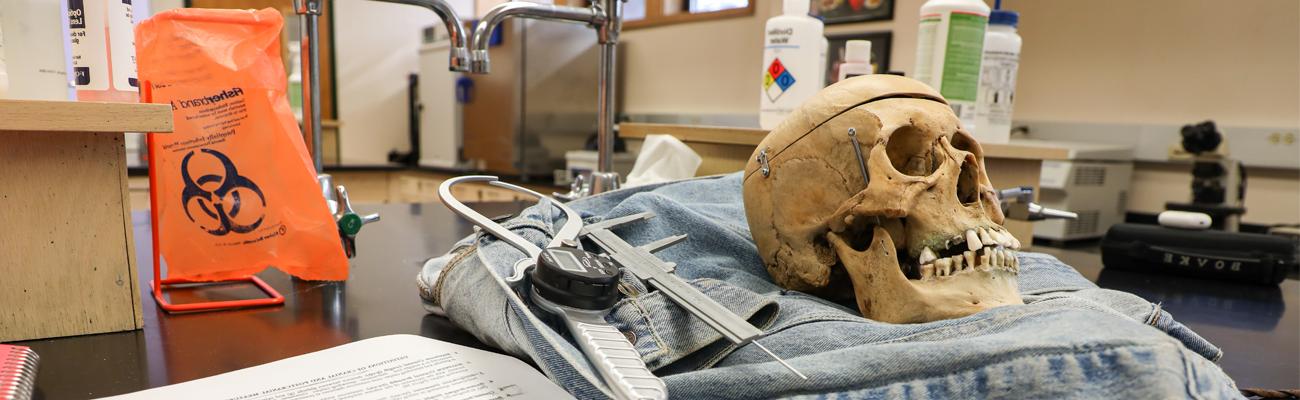 A skull placed next to measuring tools